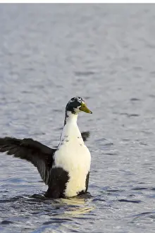 Wild Animal Photoshoots Drucke: Duck flapping its wings in the water