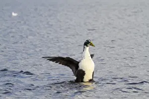 Wildlife Photography Duck Drucke: Duck flapping its wings in the water