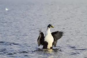 Wild Animals In Water Drucke: Duck flapping its wings in the water