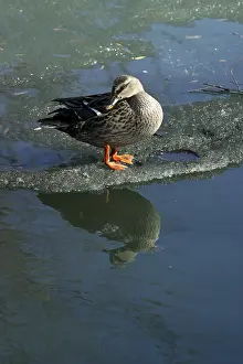 Water Bird Feeding Habits Drucke: Duck on an ice floe