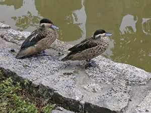 Water Bird Images Drucke: Duck pair