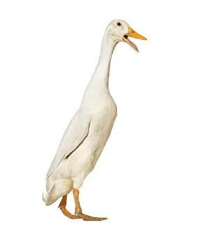 Domestic Duck Drucke: Duck walking against white background