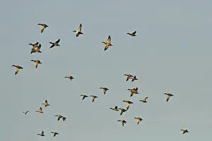Northern Shoveler Drucke: Ducks in flight, Anas Clypeata