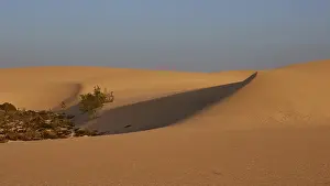 Canary Islands Beach Scene Drucke: Dune, bushes, blue cloudless sky