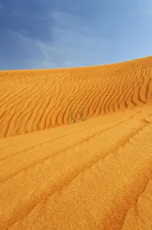 Sandy Desert Landscape Drucke: Side of a dune with wind ripples