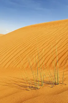 Drucke von Seite einer Düne mit Windwellen und Gras, Wahiba-Sands, Oman, Mittlerer Osten Verwandte Bilder Drucke: Seite eines Dünenfeldes mit Windwellen und Gras.