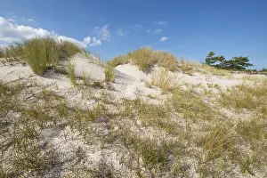 Nature Reserve In Eastern Germany Drucke: Dunes, DarBer Ort, DarB