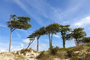 Weststrand Beach Germany Drucke: Dunes with windswept tree, DarBer Forest