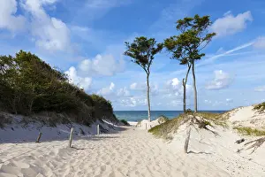 Coastal Area In Northern Germany Drucke: Dunes with windswept trees, DarBer Forest