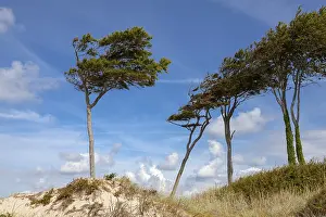 Deserted Coastline Germany Drucke: Dunes with windswept trees, DarBer Wald