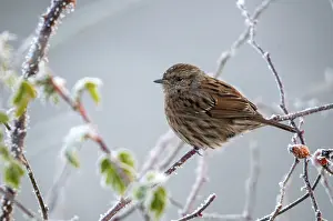 Wild Animal Winter Scenes Drucke: Dunnock, hedgerow, prunella modularis