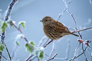 Wild Animal Winter Scenes Drucke: Dunnock, hedgerow, prunella modularis