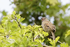 Native British Wildlife Drucke: Dunnock (Prunella modularis) perched in a tree