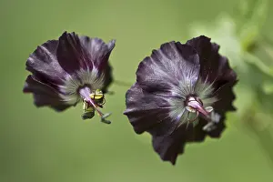 No People Outdoor Scenes Drucke: Dusky crane's-bill (Geranium phaeum)