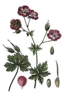 Geraniaceae Family Plants Drucke: Dusky cranesbill (Geranium phaeum)