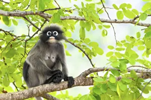 Tropical Rainforest Fauna Drucke: Dusky leaf, Dusky langur, Spectacled langur or Trachypithecus obscurus monkey with black and gray on tree in wilds