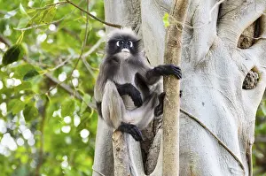 Tropical Rainforest Fauna Drucke: Dusky leaf, Dusky langur, Spectacled langur or Trachypithecus obscurus monkey with black and gray on tree in wilds