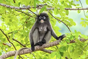 Catarrhine Primate Photos Drucke: Dusky leaf, Dusky langur, Spectacled langur or Trachypithecus obscurus monkey with black and gray on tree in wilds