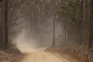 Staubiger Weg durch Eukalyptuswald.