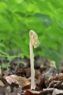 Monotropa Hypopitys Drucke: Dutchman's Pipe (Monotropa hypopitys)