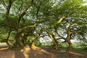 Rural German Landscape Drucke: Dwarf beech (Fagus sylvatica var)