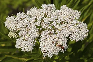 Deserted Botanical Garden Drucke: Dwarf Elder (Sambucus ebulus)