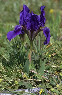 Blue Blossom Drucke: Dwarf Iris (Iris pumila), blue type