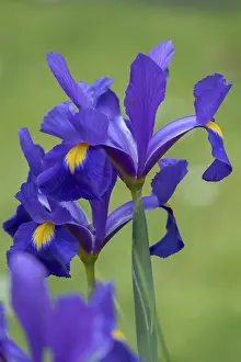 Blue Iris Blossom Drucke: Dwarf iris (Iris pumila) or dwarf iris