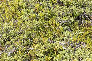 Dwarf-Juniper (Juniperus communis var. saxatilis) und Blaubeeren (Vaccinium myrtillus) in der Nipfjallet-Region, Idre, Dalarnas län, Schweden