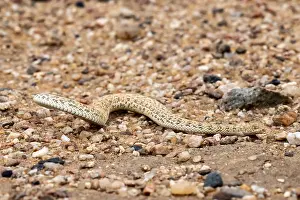Wildlife Photography Namibia Drucke: Dwarf puff adder (Bitis peringueyi) in the sand