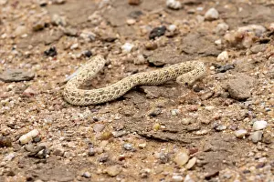 Wildlife Photography Namibia Drucke: Dwarf puff adder (Bitis peringueyi) in the sand