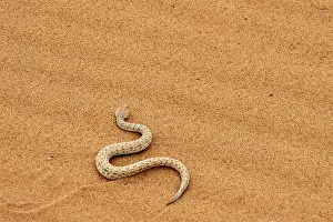 Southern African Wildlife Photos Drucke: Dwarf puff adder (Bitis peringueyi) in the sand