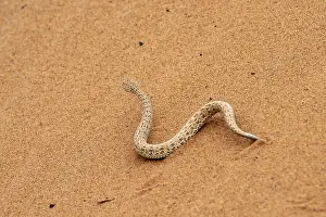 Wüsten-Nachtschleierechtling (Bitis peringueyi) im Sand.