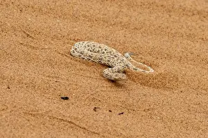 Desert Landscape Scenery Drucke: Dwarf puff adder (Bitis peringueyi) in the sand