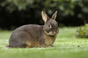 Domestic Rabbits Drucke: Dwarf rabbit, colour dwarf tan brown