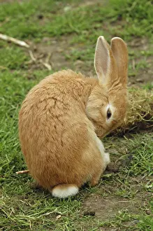 Dwarf Rabbit Drucke: Dwarf rabbit, rabbit, pet, pet