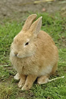 Dwarf Rabbit Drucke: Dwarf rabbit, rabbit, pet, pet
