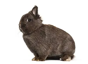 Dwarf Rabbit Drucke: Dwarf rabbit, sitting against white background