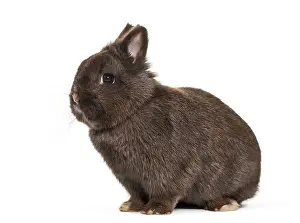 Dwarf Rabbit Drucke: Dwarf rabbit, sitting against white background