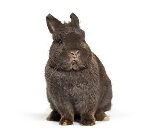 Dwarf Rabbit Drucke: Dwarf rabbit, sitting against white background