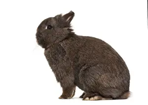 Dwarf Rabbit Drucke: Dwarf rabbit, sitting against white background