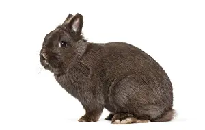 Dwarf Rabbit Drucke: Dwarf rabbit, sitting against white background