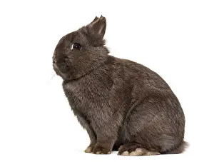 Dwarf Rabbit Drucke: Dwarf rabbit, sitting against white background
