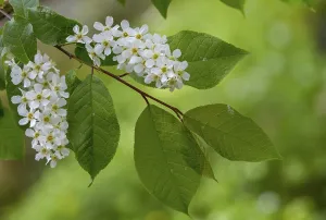 Bilder Datiert 13. April 2024: Eagle cherry print