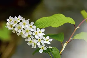 Bilder Datiert 13. April 2024: Eagle cherry print