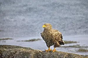 Drucke von Ein Adler schwebt über den Fjorden Norwegens, umgeben von majestätischen Bergketten und tiefblauen Seen Verwandte Bilder Drucke: Eagle in Norway
