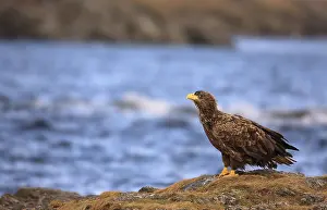 Drucke von Adler in Norwegen Verwandte Bilder Drucke: Adler in Norwegen