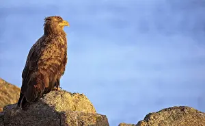 Drucke von Adler in Norwegen Verwandte Bilder Drucke: Eagle in Norway: Adler in Norwegen
