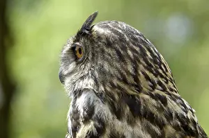 Eagle Owl Portrait Drucke: Eagle owl Bubo bubo