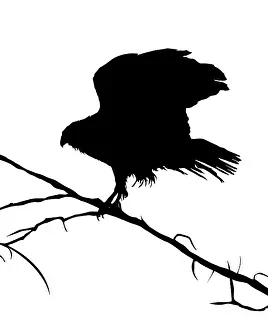 White Background Graphics Drucke: Eagle silhouette on a tree, vector objects over white background